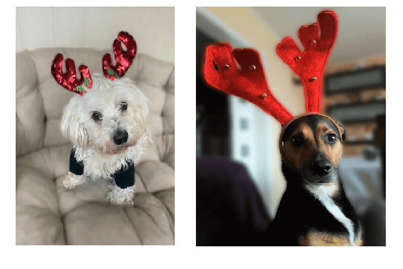 christmas pets