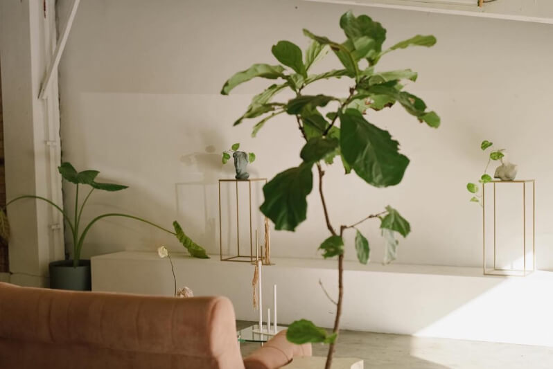 Furnished daylight studio with plants and white walls.