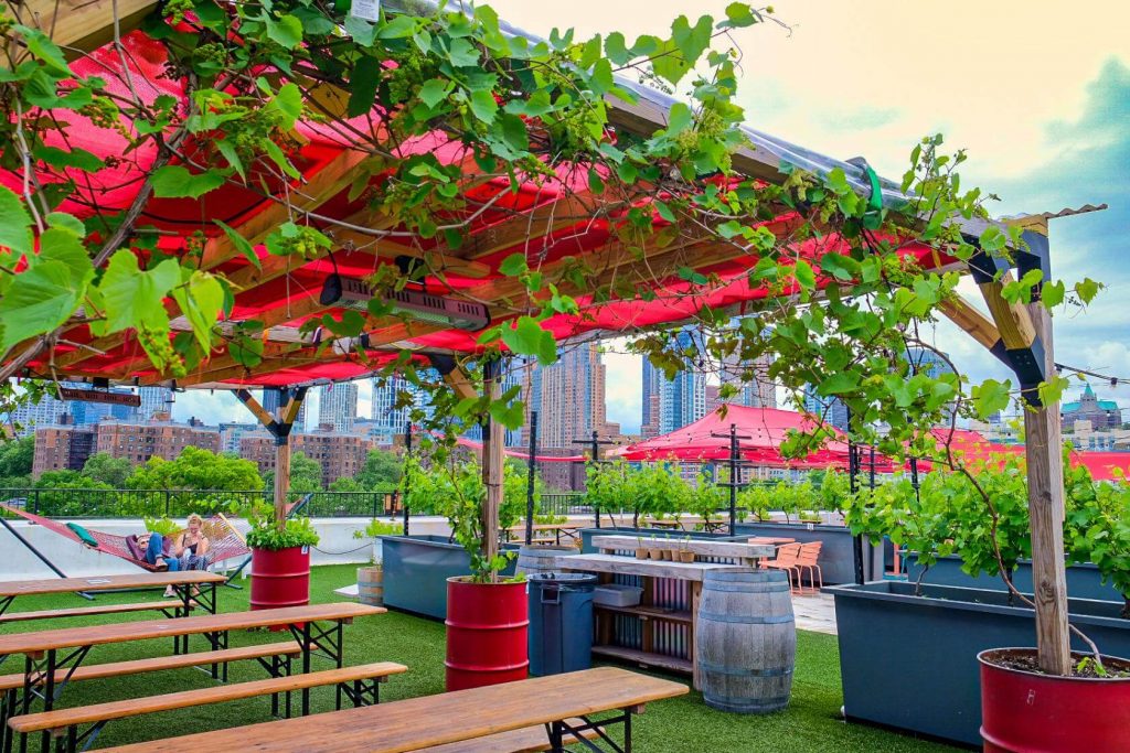 a rooftop vineyard in Brooklyn, NYC 