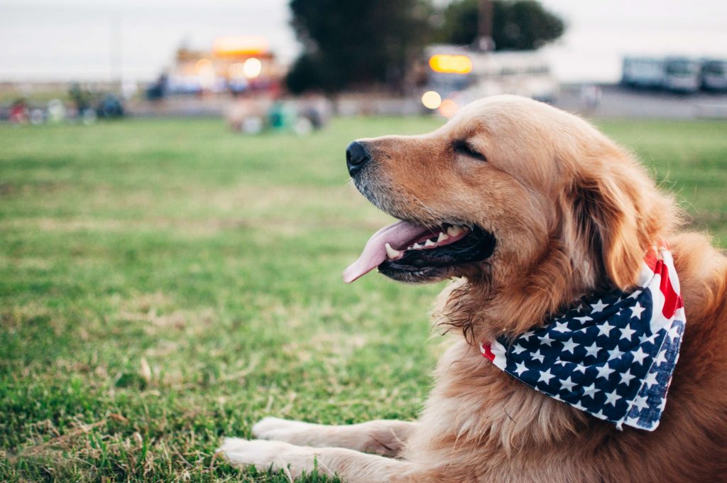 A puppy dressed up for 4th of July