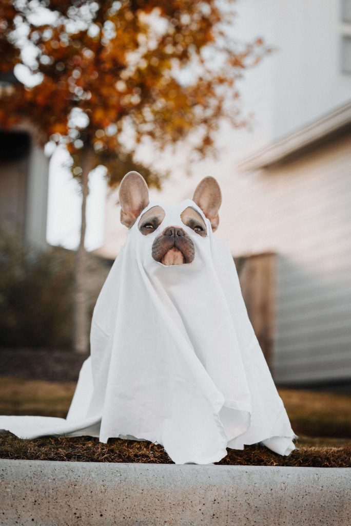 Little dog wearing a ghost costume for a halloween pet costume contest 
