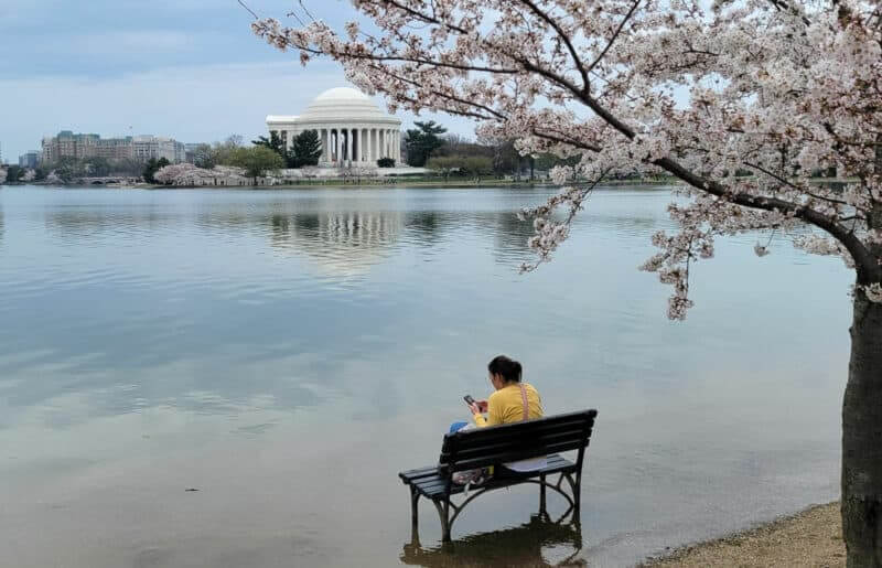 blooming cherries in dc