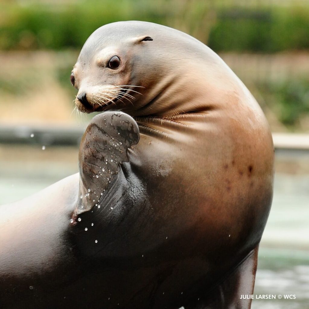 A close-up of a seal at the Central Park Zoo, with its head raised and flippers clapping, indicating an interactive and educational animal experience suitable for a children's birthday.