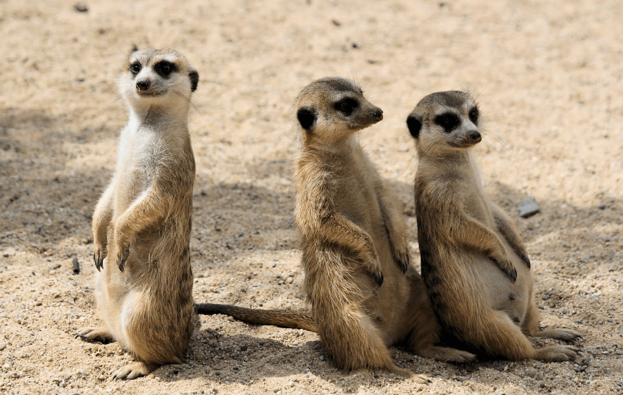 meerkats 