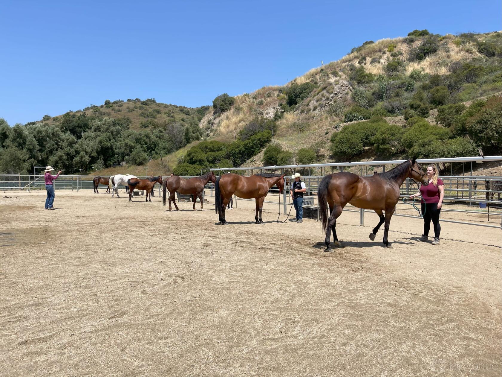 Horse Rescue Ranch - DTLA Horse Ranch - Event Venue Rental - Tagvenue.com