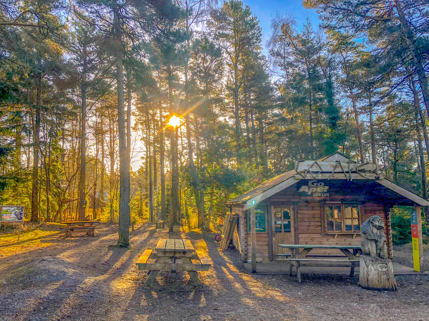 An outdoor venue with a wooden cabin, picnic tables, and tall pine trees at Go Ape Haldon.