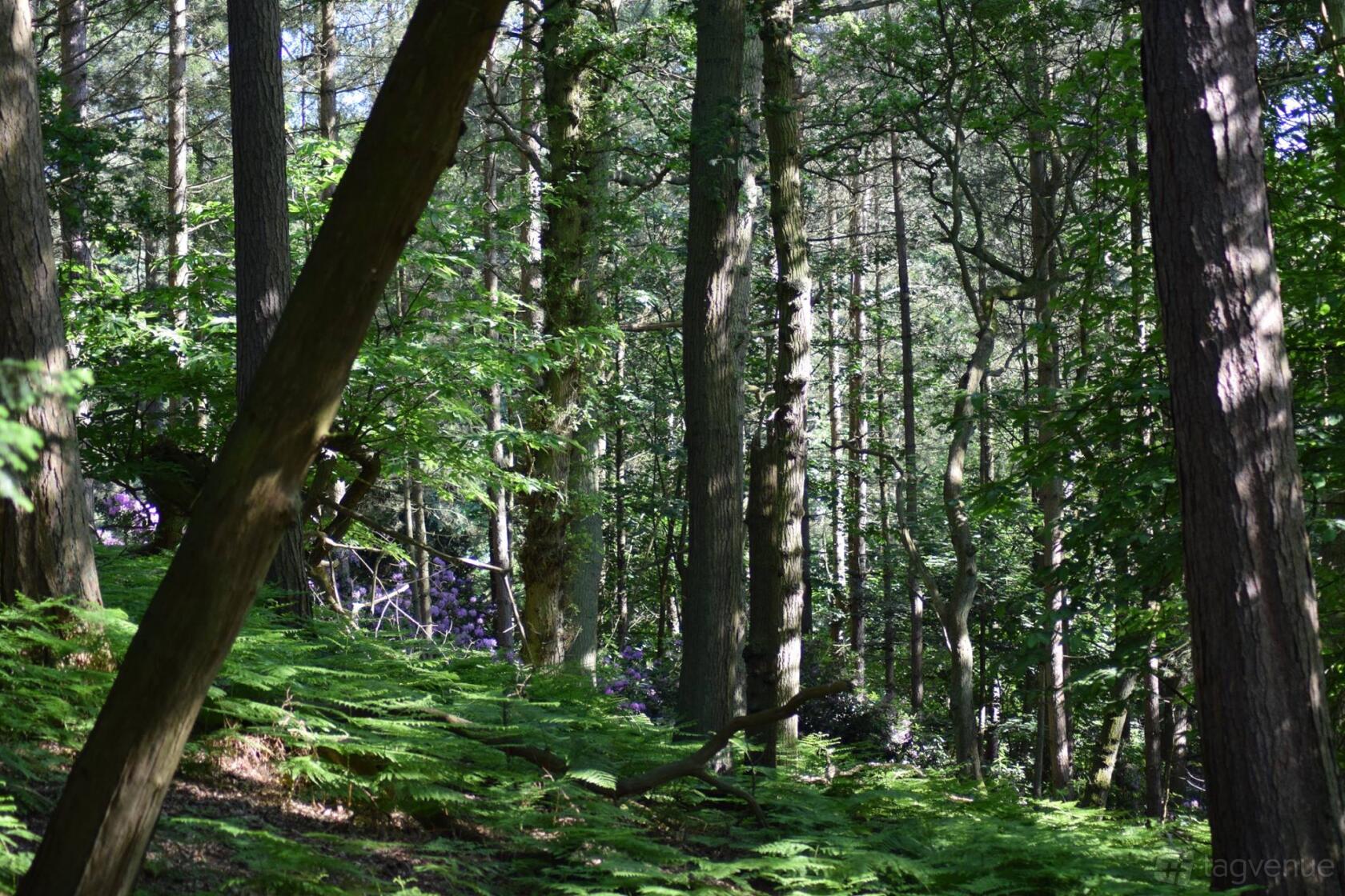 An outdoor venue with tall trees, dense greenery, and sunlight filtering through the forest at Go Ape Woburn.
