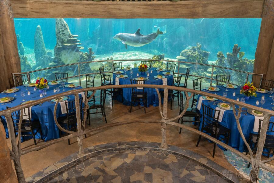 Dolphin Underwater Viewing - SeaWorld - Event Venue Rental - Tagvenue.com