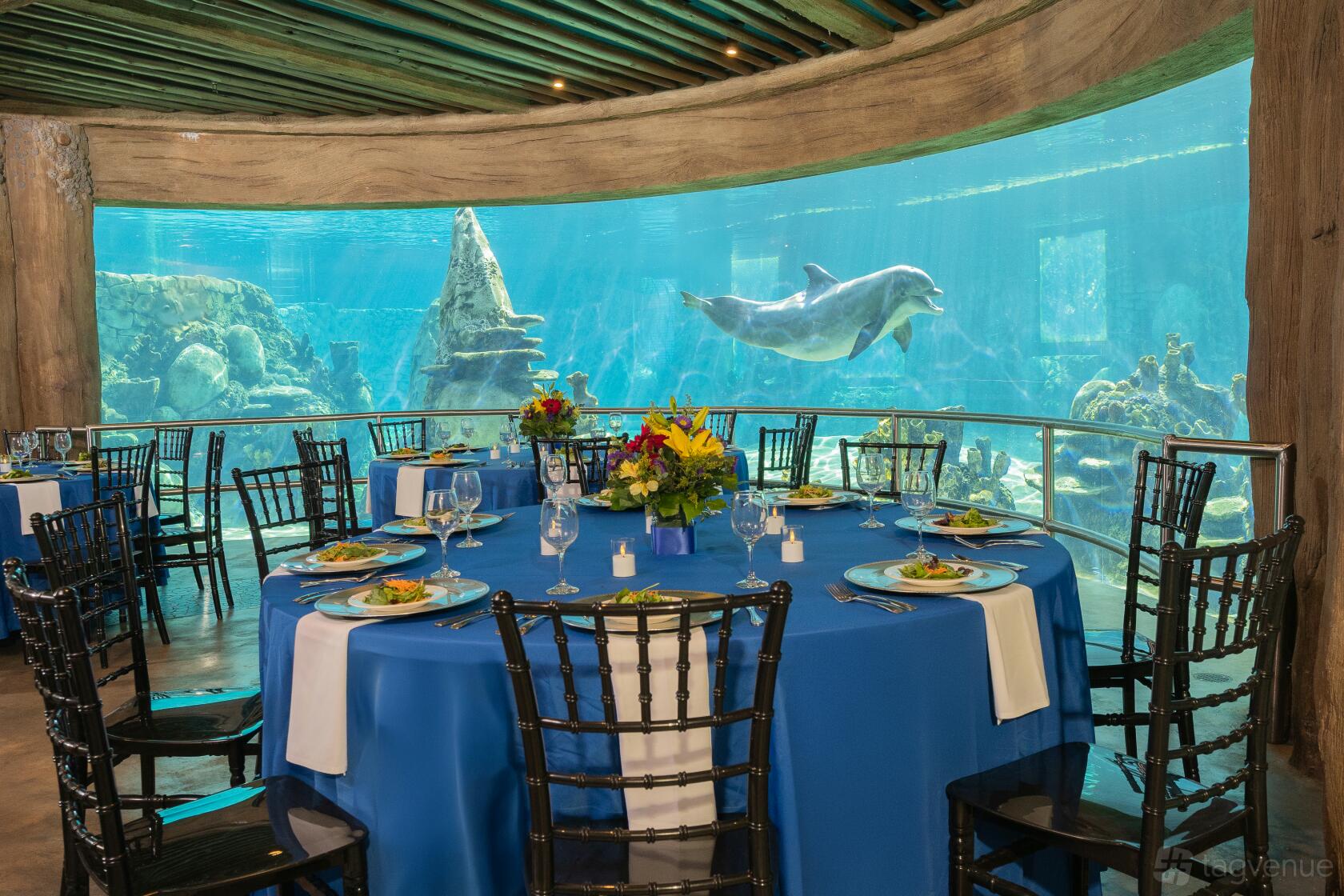 Dolphin Underwater Viewing - SeaWorld - Event Venue Rental - Tagvenue.com