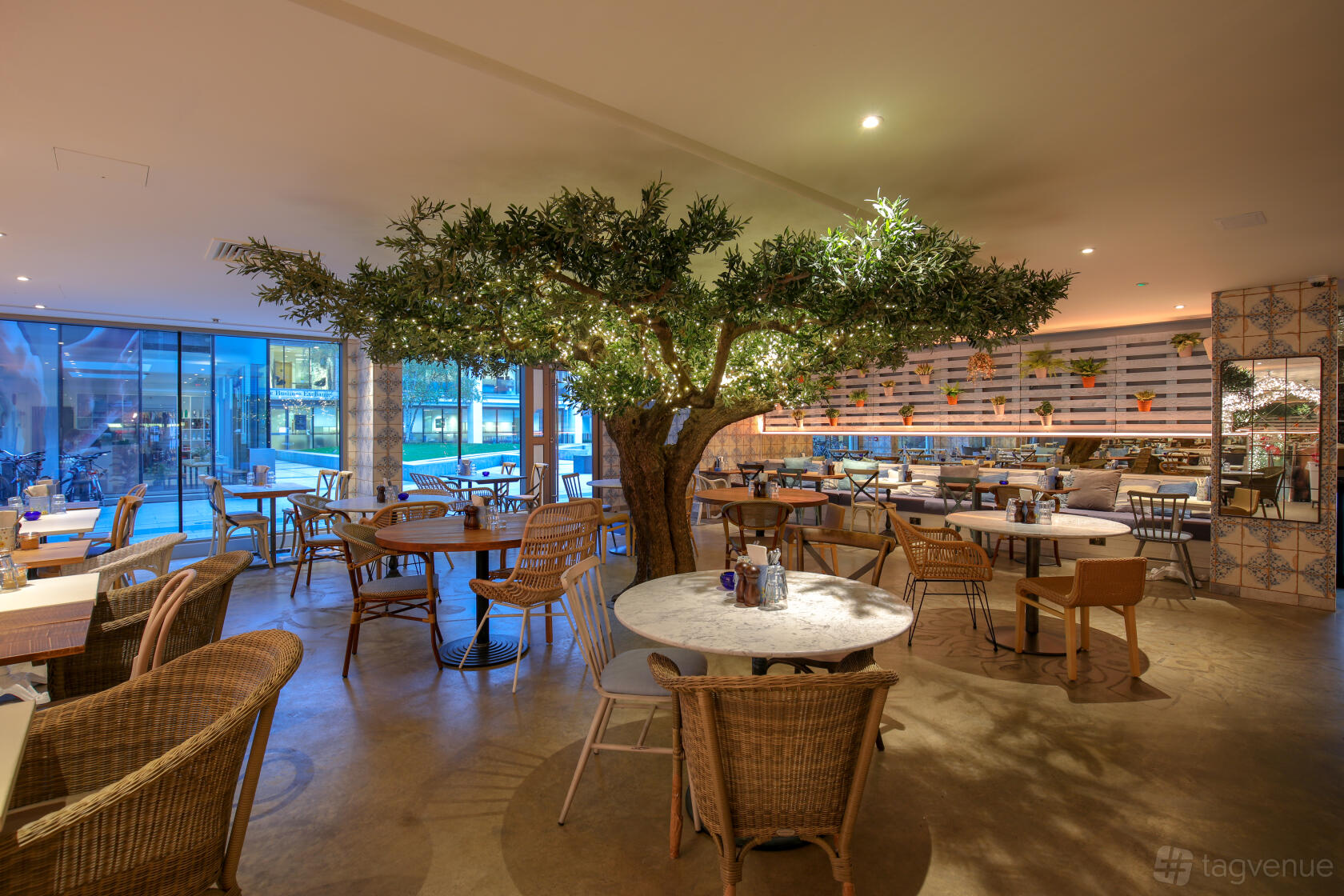 A restaurant with a large indoor tree adorned with string lights, wicker chairs, and round tables at Megan's Clapham Old Town.