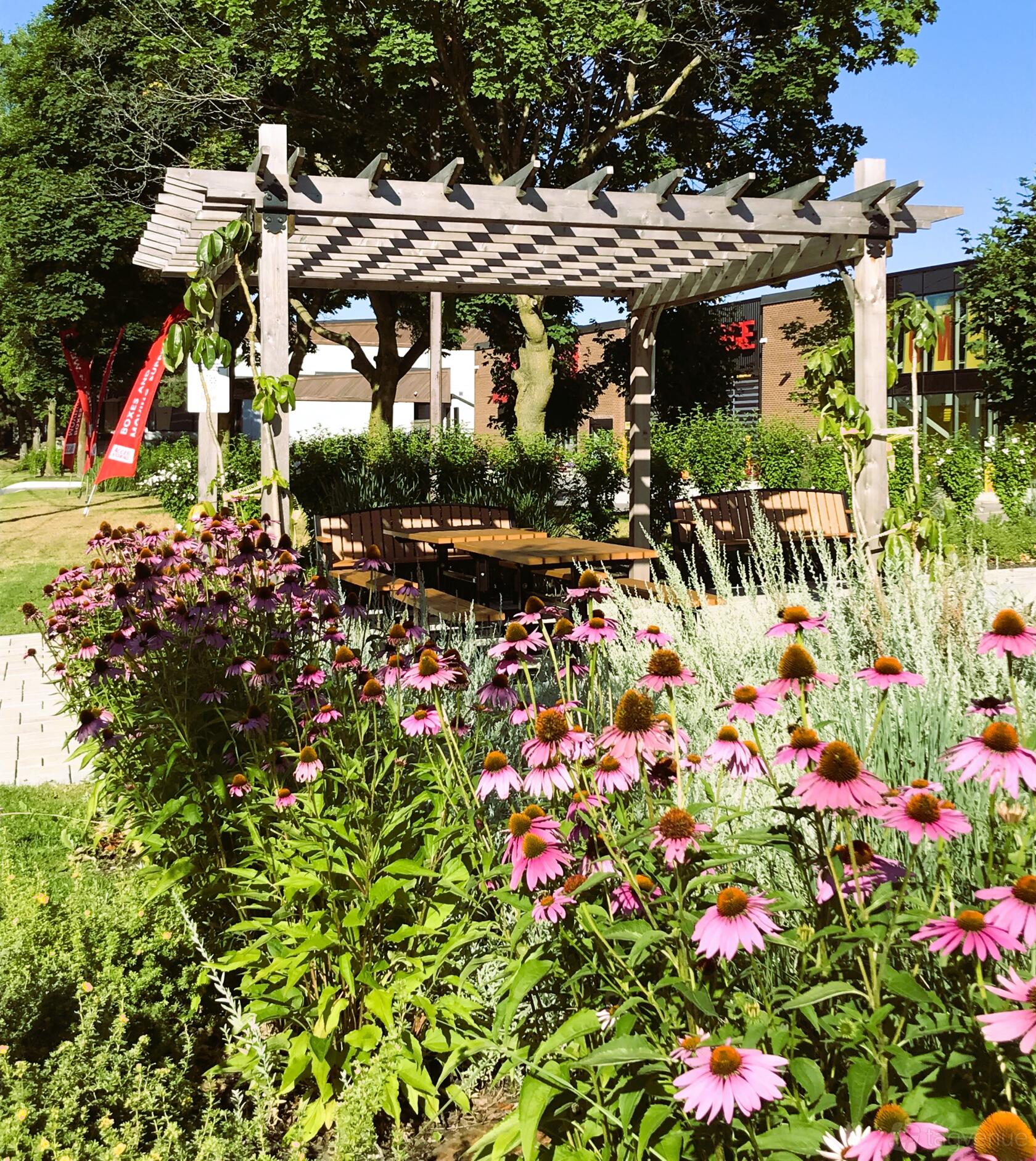 An outdoor coworking space with picnic tables under a pergola, surrounded by purple coneflowers at The Village Hive Duncan Mill.