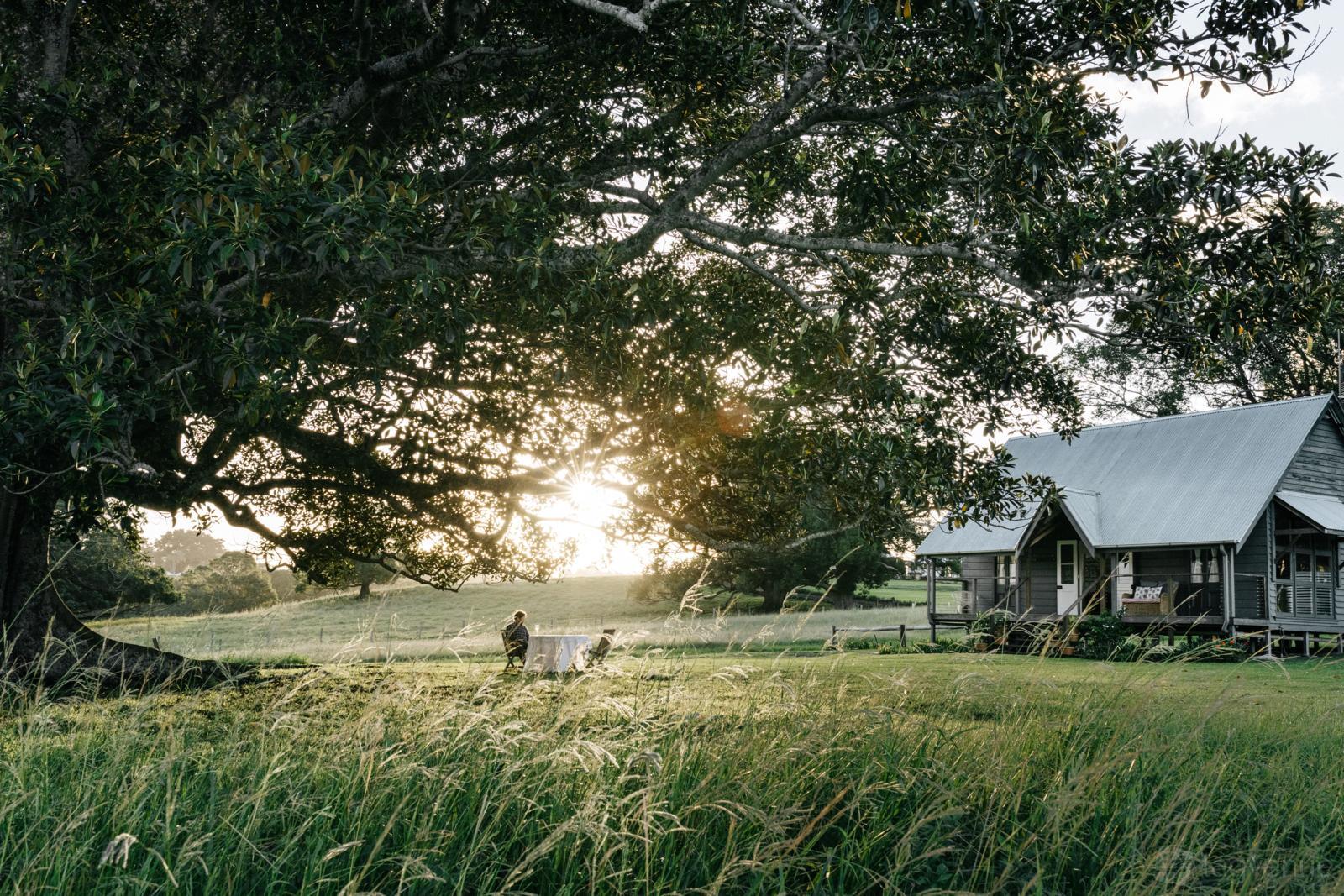 A rustic wooden cottage with a tin roof set amid tall grass and a large spreading tree at Frida's Field.