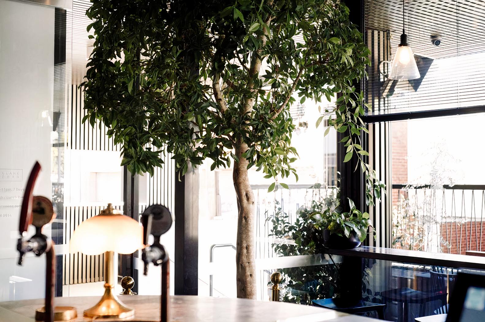 A bar with a large indoor tree, brass accents, and natural light at Luton Lane Wine Bar.