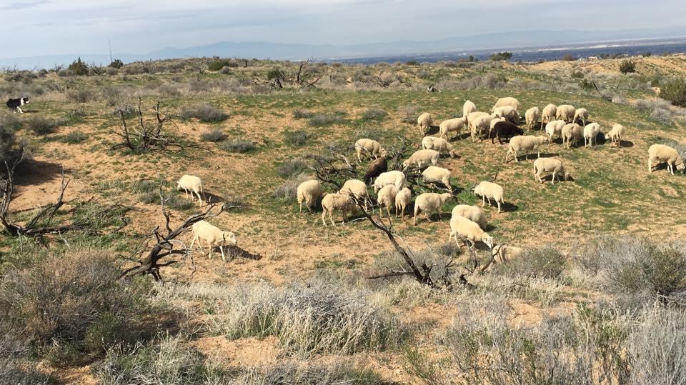 An open filming location with a flock of sheep grazing among dry grass and scattered bushes at SoCal Herding.