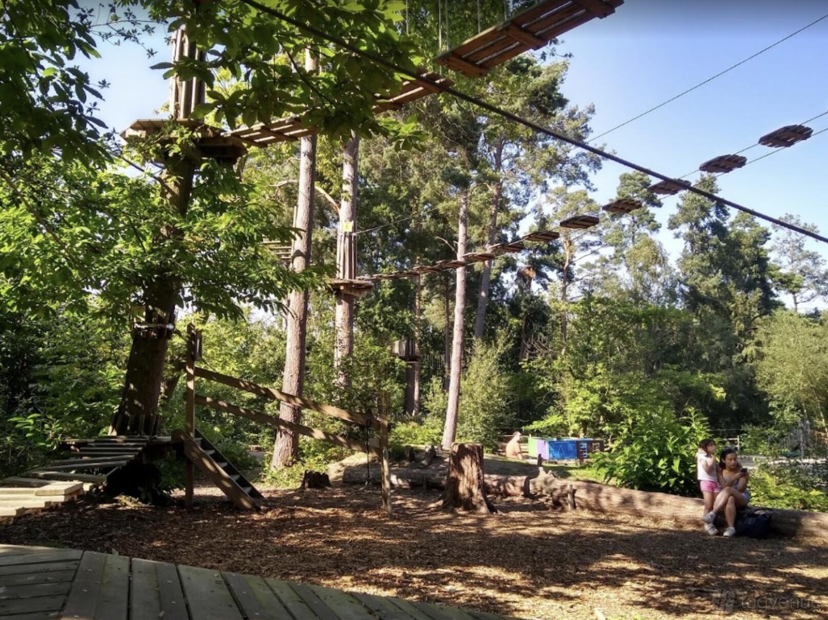 An outdoor adventure course with rope bridges and platforms among tall trees at Go Ape Bedgebury.