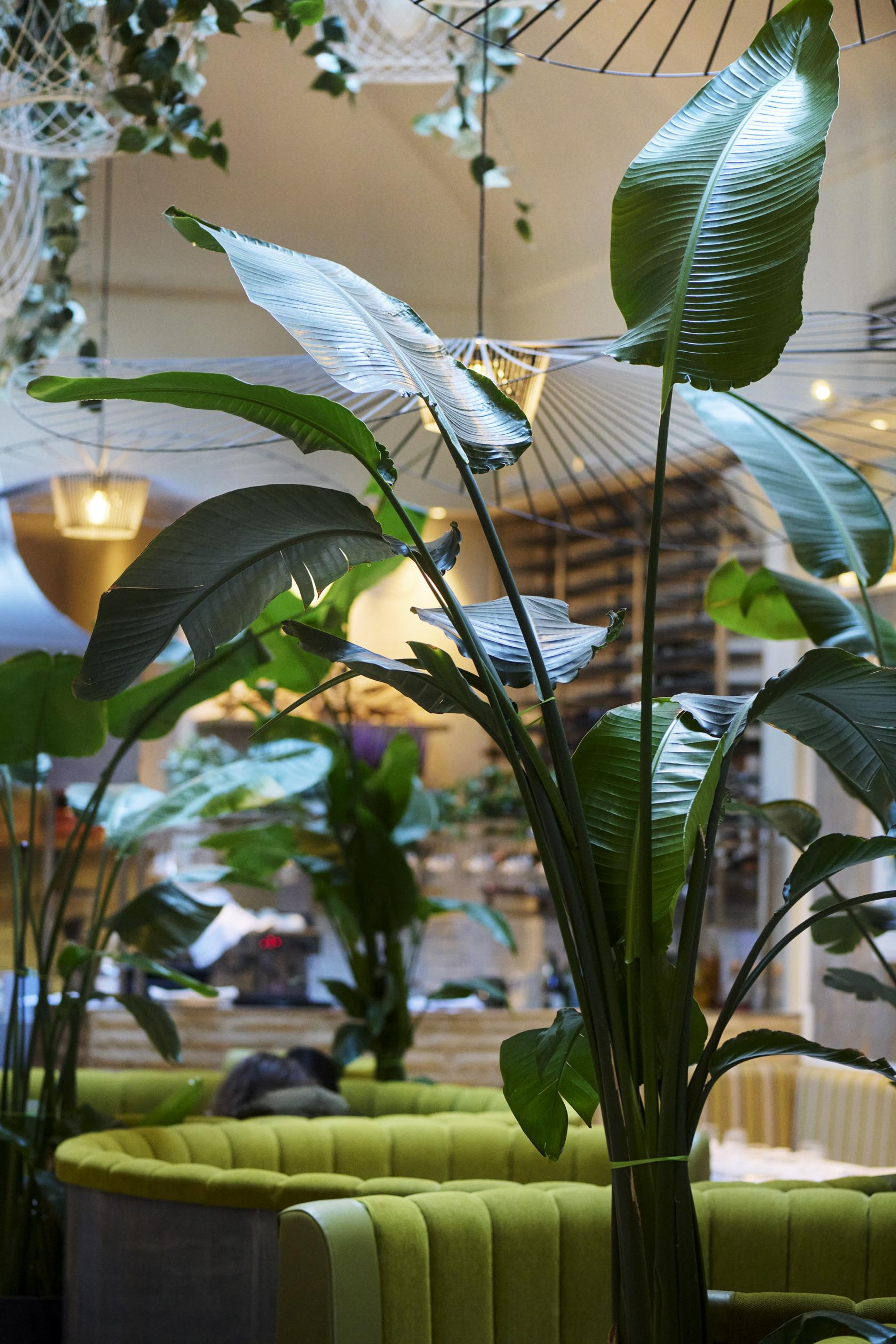 A restaurant with large leafy green plants, warm lighting, and contemporary décor at Cigalon.