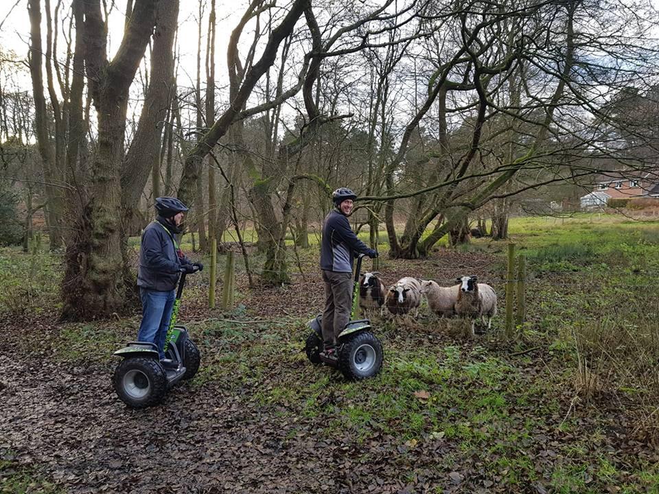 An outdoor event space with woodland trails and guests riding Segways past grazing sheep at Go Ape Cannock.