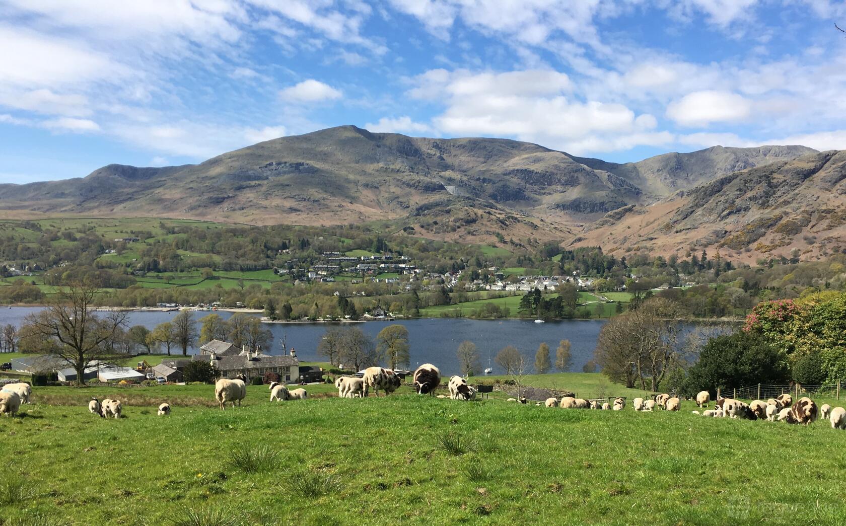 A country house with rolling green fields, grazing sheep, and lake views backed by hills at Lanehead.