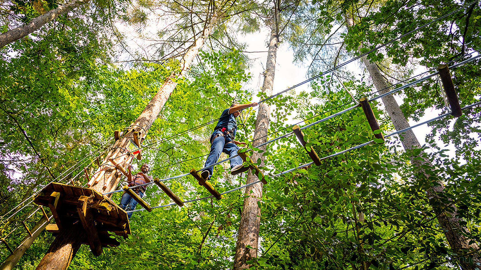 An outdoor adventure space with rope bridges suspended among tall trees at Go Ape Rivington.