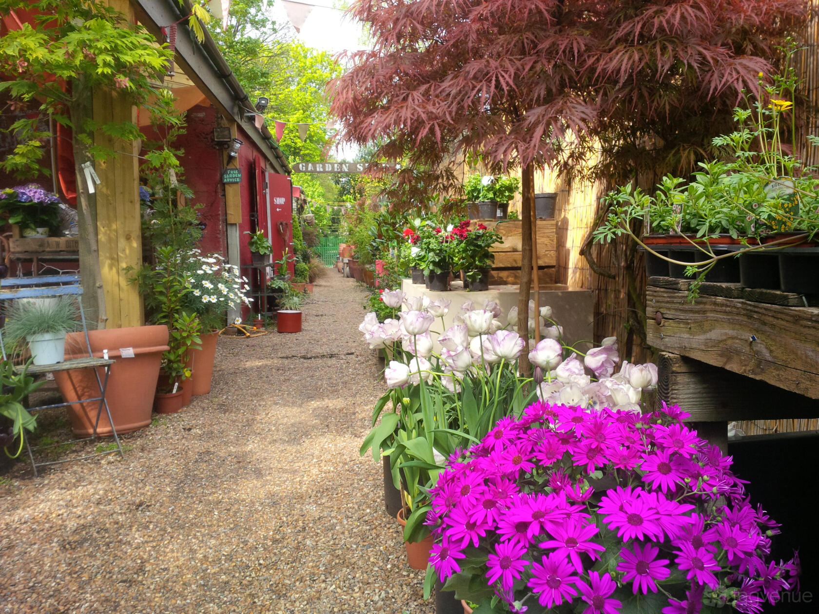 An outdoor garden with potted blooming flowers, gravel path, and lush greenery at Battersea Flower Station.