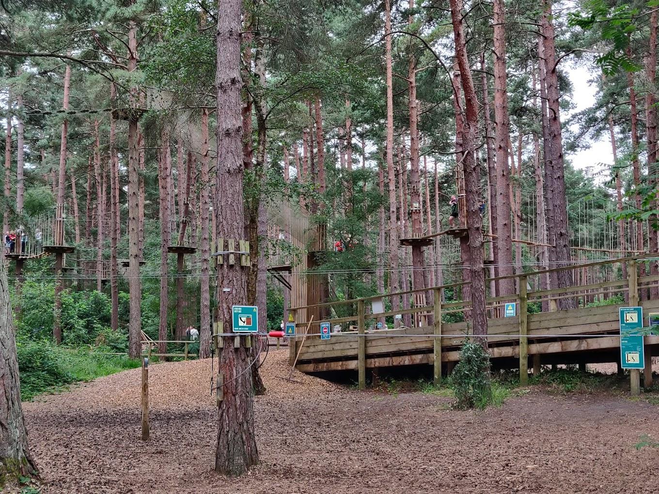 An outdoor event venue with elevated wooden platforms and rope bridges among tall pine trees at Go Ape Temple Newsam.
