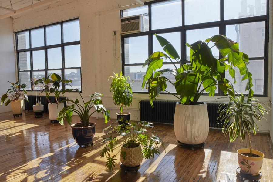 SOSNA: ELEGANT+BRIGHT+PLANTS SOSNA: ELEGANT+BRIGHT+PLANTS