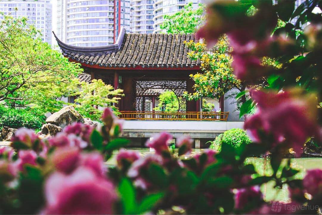 An event venue with a traditional Chinese pavilion, tiled roof, and garden framed by pink blossoms at Dr. Sun Yat-Sen Classical Chinese Garden.