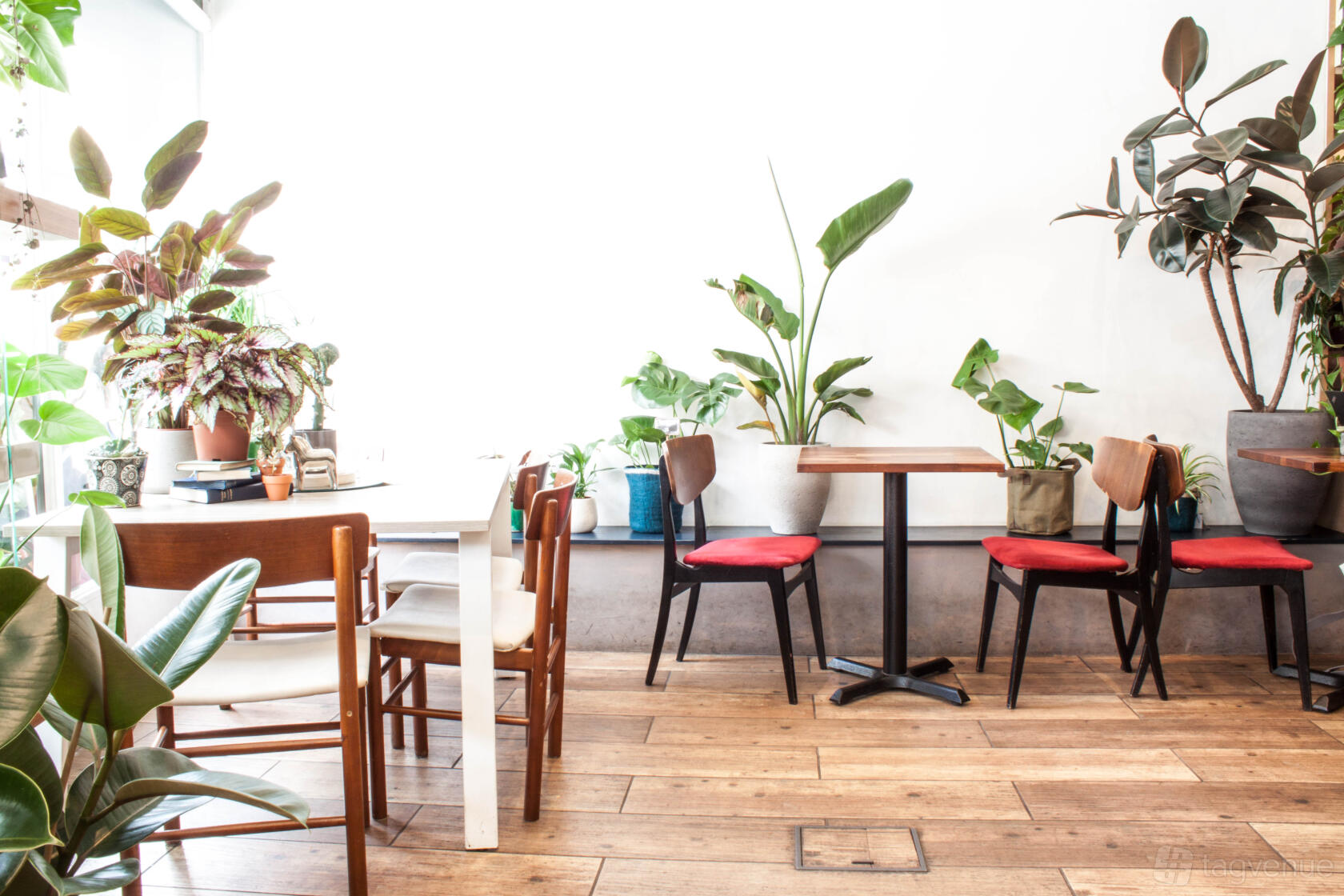 A cafe with wooden floors, potted plants, and red-cushioned chairs at The Travel Cafe Waterloo.
