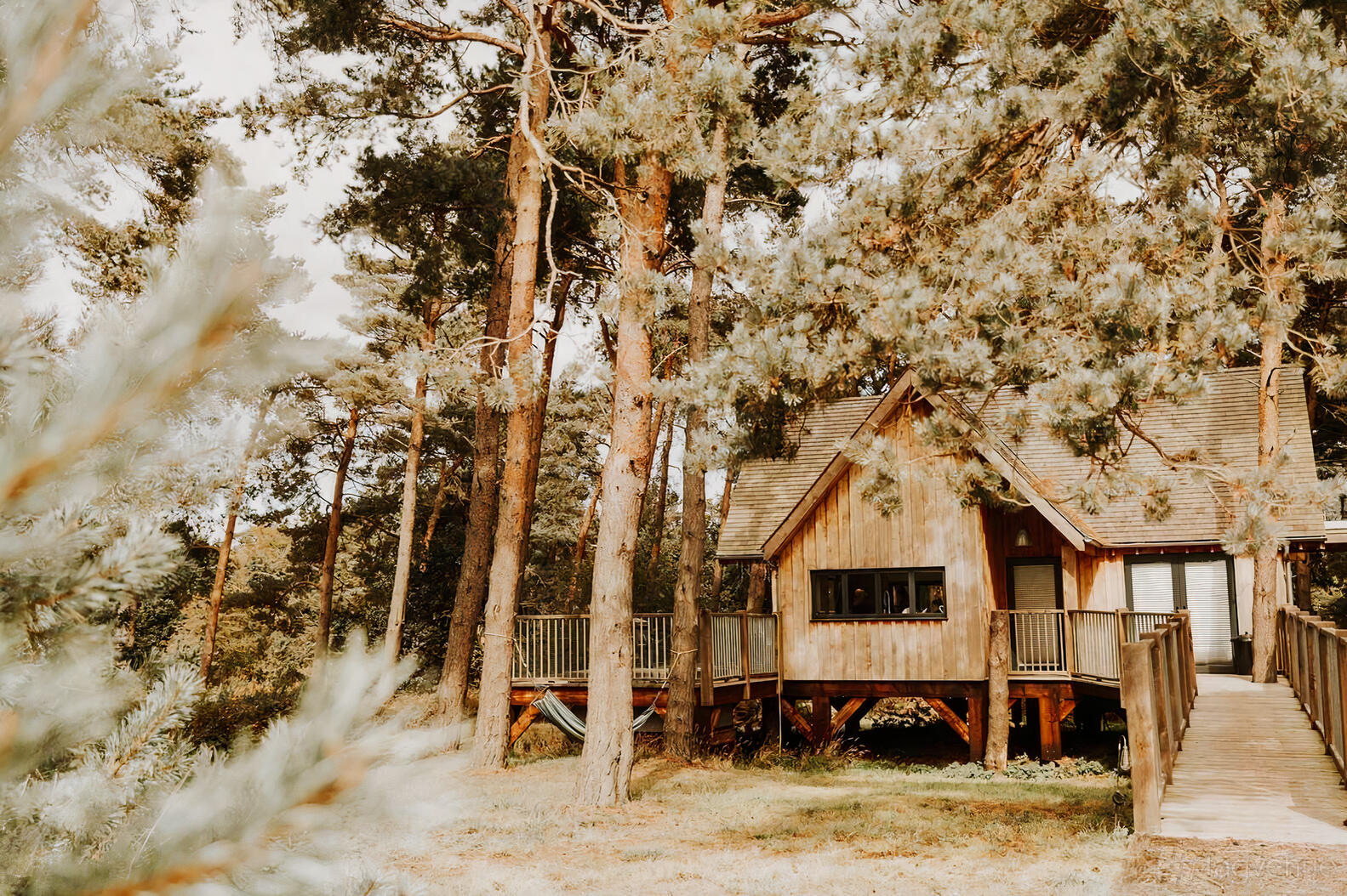 A wooden cabin surrounded by tall pine trees and a wraparound deck at Happy Valley.