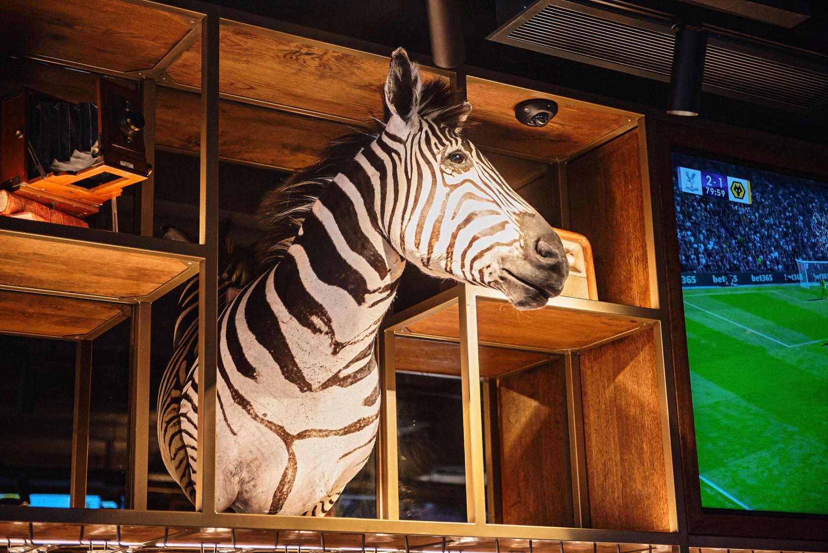 A bar in a pub with a mounted zebra head in wooden shelves and a flat-screen TV displaying a football match at Goldwood.
