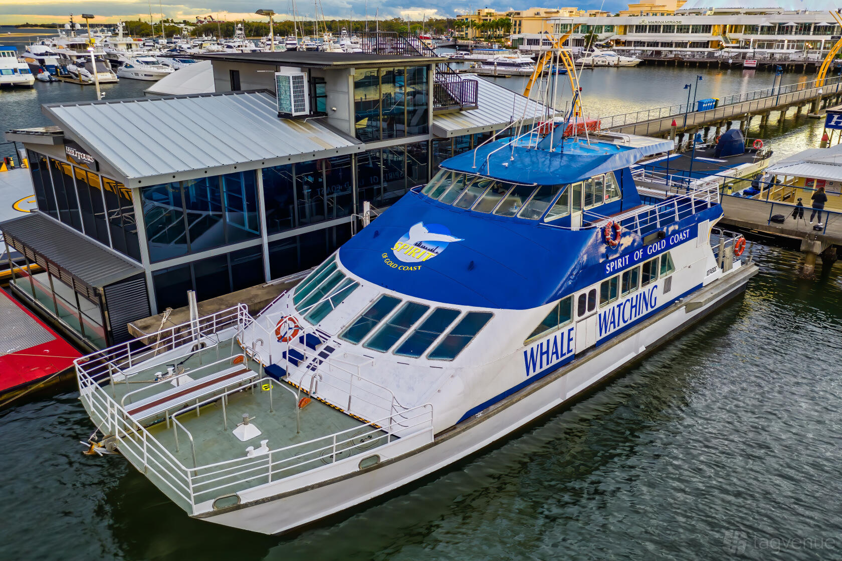 A large boat with spacious open deck, blue trim, and boarding area docked at Spirit of Gold Coast.
